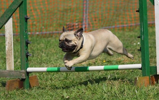 Curso de Adiestramiento Canino Obediencia Básica