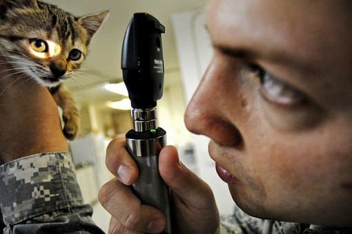 Curso de Auxiliar Veterinario de Animales de Compañía<br />
