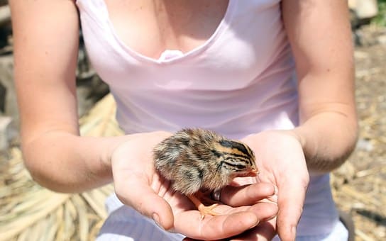 Curso de Auxiliar Veterinario de Animales Exóticos