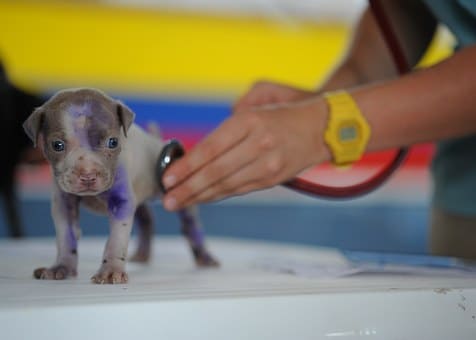 Curso de Auxiliar Veterinario