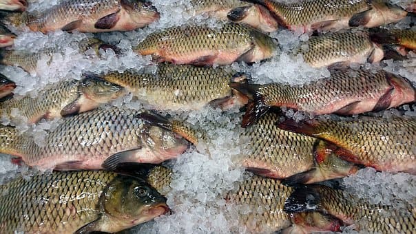 Curso de Elaborador de Conservas de Productos de la Pesca