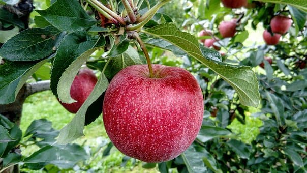 Curso de Fruticultor