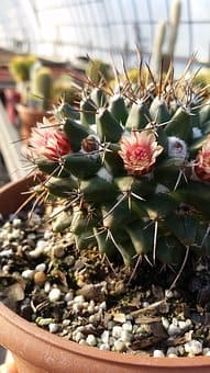 Curso de Horticultor