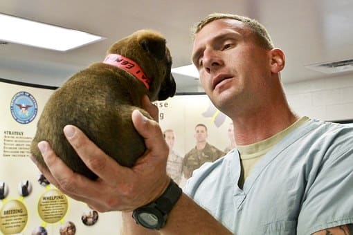 Curso de Máster Auxiliar Técnico Veterinario ATV