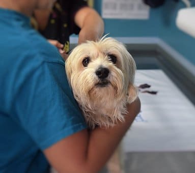Cursos de Análisis Clínicos Veterinarios